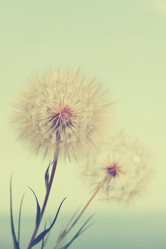 Dandelion vintage nature background closeup.Special toned photo in retro style