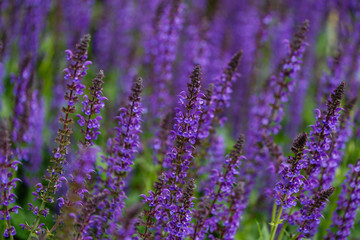 Salvia Sylvestris Mainacht