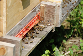 Bienen am Einflugloch