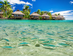 Fish swimming in the lagoon with overwater villas and palm trees