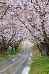 桜のアーチ＠佐賀県武雄市