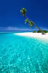 Foto auf Acrylglas Türkis Strand auf einer tropischen Insel mit Palmen, die die Lagune überragen