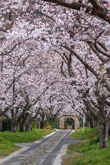 桜のアーチ＠佐賀県武雄市
