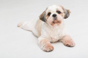 Shih tzu puppy posing on white background.
