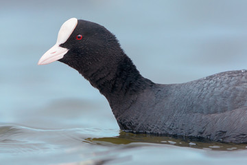 Eurasian Coot