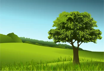 Foto op Aluminium Groen landschap met eenzame boom © czibo