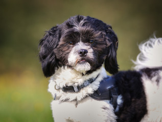 Shih Tzu dog