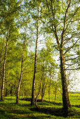Fototapeta na wymiar spring birch grove