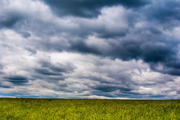 grass field and dramatic sky