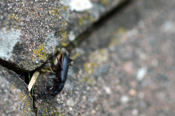 Aschgraue Sklavenameise