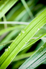 fresh morning dew on spring grass