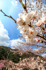 桜