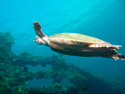 Hawksbil sea turtle