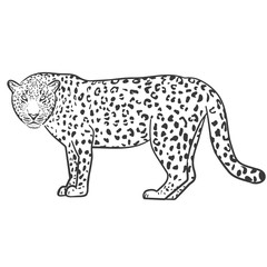 Leopard outline illustration vector