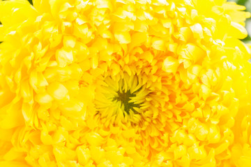 Yellow mum flower