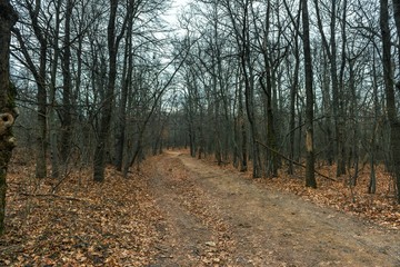 Small Pathway going trough the park