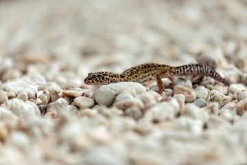 Gecko lizard on rocks 