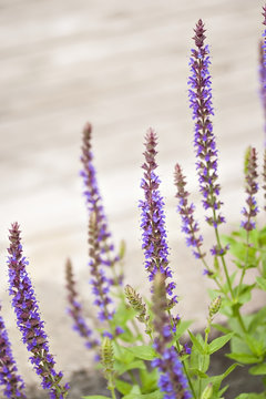 Salvia Officinalis