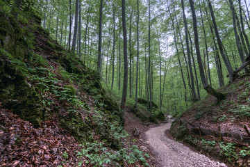 Ancient forest