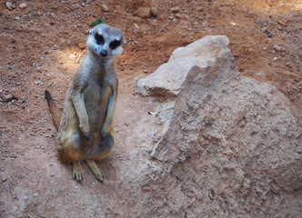 Two cute playing meerkats (Suricata suricatta)