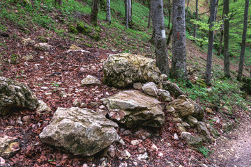 Ancient forest- Big stones