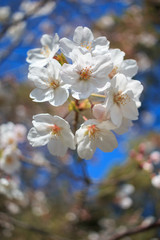 Obraz premium 桜の花