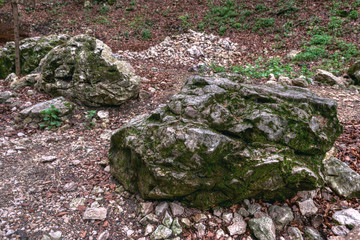 Ancient forest- Big stones