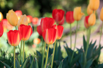 チューリップ