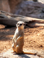 Naklejka na ściany i meble Cute standing meerkat (Suricata suricatta)