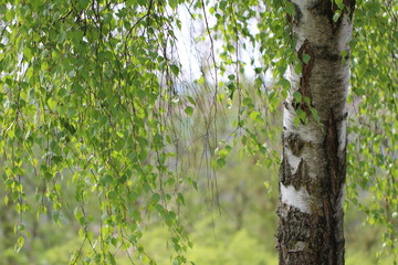 Birch leaves