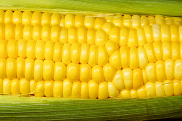 corn cob between green leaves