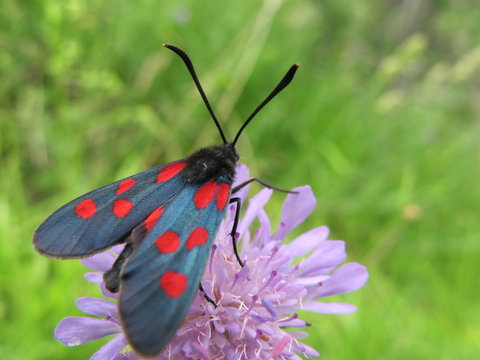 klee widderchen