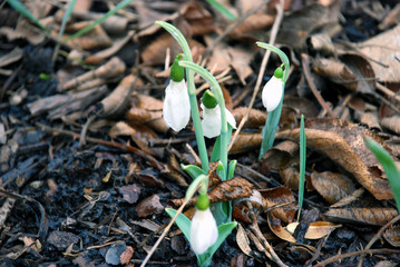 Schneegklöckchen im Frühjahr 