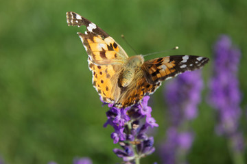 Schmetterling sitzt auf Lavendel