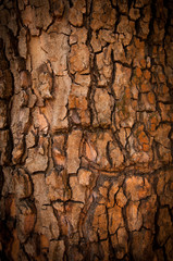 Bark of Pine Tree