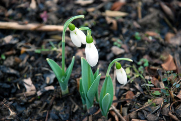 Schneegklöckchen im Frühjahr 