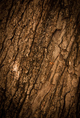 Bark of Oak Tree