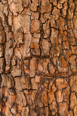 Bark of Pine Tree