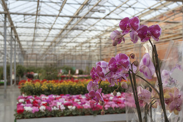 Fototapeta na wymiar purple orchid in shop for greenhouse cultivation of indoor flowers