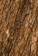 Bark of Oak Tree