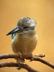 Kookaburra in Berlin Zoo