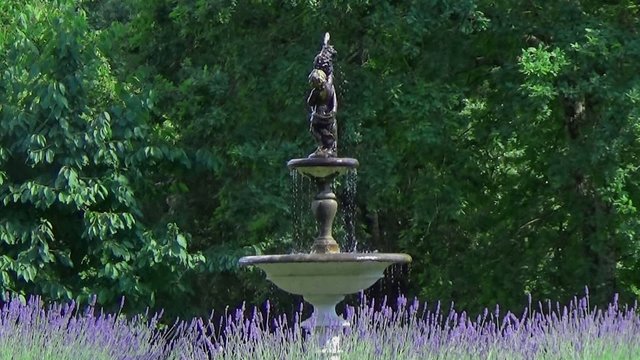 cherub fountain with lavender