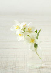 Jasmine flowers, selective focus 