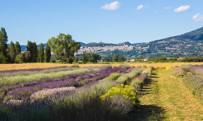 Vista panoramica di Assisi in Umbria