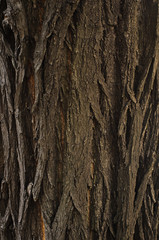 Bark of Oak Tree