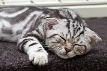 British Shorthair Cat