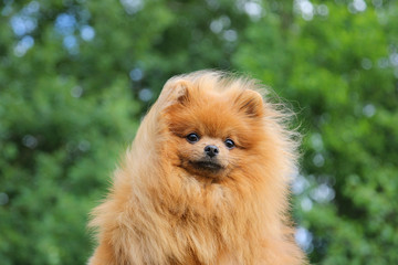 Naklejka na ściany i meble Pomeranian dog in the park