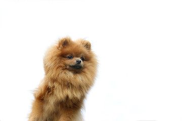 Pomeranian dog on the white background