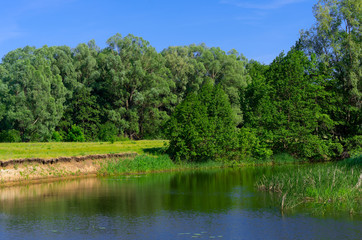 Coast of forest river