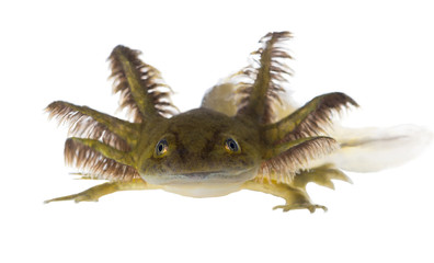 Portrait of a smiling Axolotls are members of the Ambystoma tigr